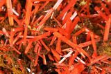 Bright Orange Crocoite Crystal Cluster - Tasmania #171641-1